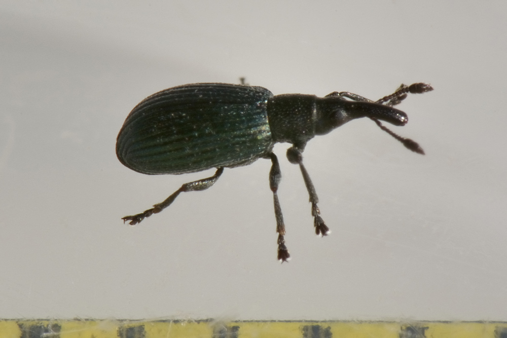 Apionidae: Perapion sp? Perapion cfr. violaceum